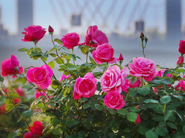 33座月季主题花园亮相北京纳波湾月季园