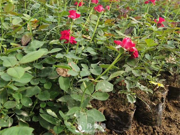 上海龙凤419专业从事精品盆栽月季培育和批发(图1)
