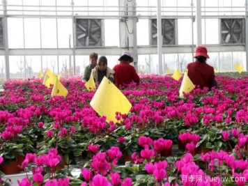 扬州高邮：每天发货30万株，花工厂绽放乡村振兴致富花
