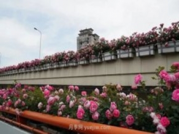 上海城市高架变“花路”，这些月季进入盛花期啦!
