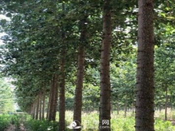 河南周口：培育出不飞絮的杨树新品种