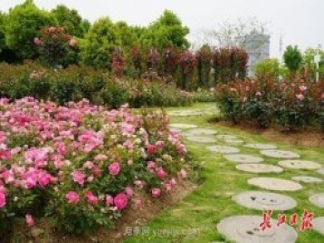 武汉满街月季开放，近百座公园进入盛花期