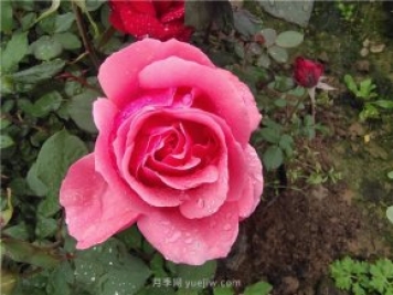晚春唐诗玫瑰6首：折得玫瑰花一朵，凭君簪向凤凰钗