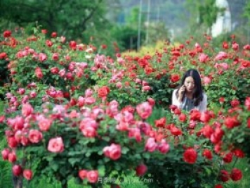 花卉旅游，“花为媒”带动“美丽经济”升级