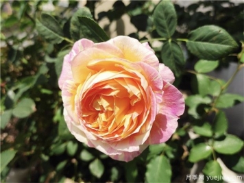 100种玫瑰花的名字，来了解下不同颜色的品种月季