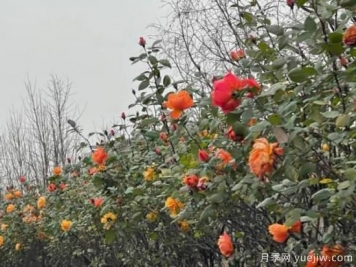 严冬月季花盛开，杭州高架月季实现超长待机