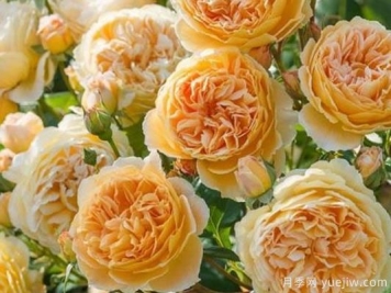 大花香水月季的养护方法，分享10种花香飘满屋