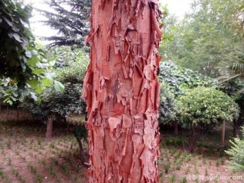 血皮槭的图片特点和种植养护