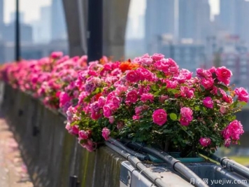 杭州高架月季盛开，200万株月季花装扮空中花廊