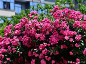 武汉新增多条绝美月季花道，江城处处花海景观