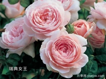 100种月季玫瑰品种图鉴大全，你认识有没有超过10个？