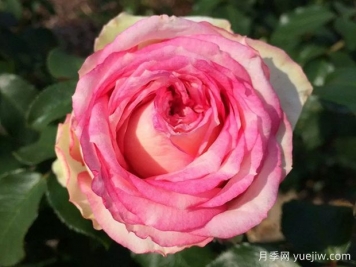 我的玫瑰月季/我的花