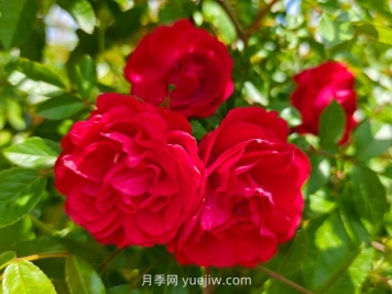 月季红木香爆花机器，花艳丽花量大花期长