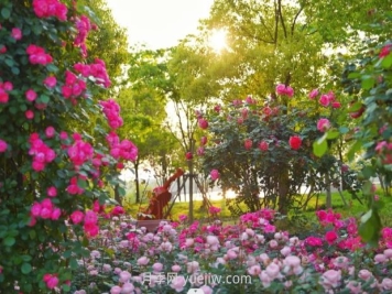 上海前滩休闲公园，月季花海盛景等你赏
