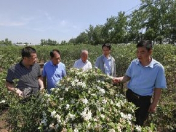 唐河唐栀子，地标农产品成农民增收致富的朝阳产业