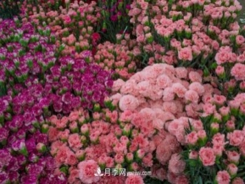 中国6大花市，全国花卉批发市场介绍