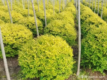 荆门沙洋县十里铺镇4万亩苗木成为致富的绿色产业