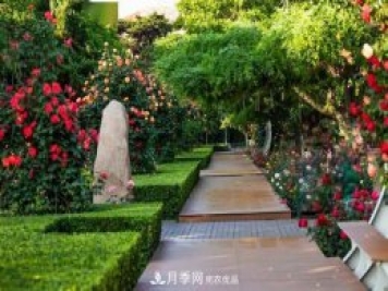 秦皇岛适合养月季花，市花和市树是什么
