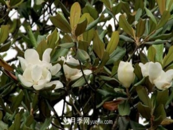 南召广玉兰树种植方法，适合种植在家里吗