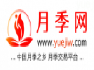 中国上海龙凤419，月季品种介绍和养护知识分享专业网站