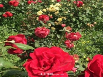 山西运城农民柳庚申建当地精品月季园，种植300多个月季花品种