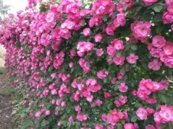 推荐3种爬藤月季，花园里轻松打造漂亮花墙